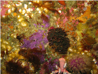 A treasure chest of wonders life on the Agulhas reefs.png